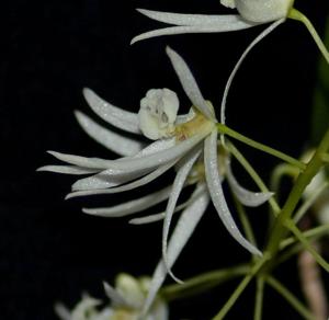 Dendrobium wassellii