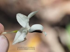 Coelogyne ventrinigra