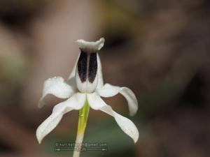 Coelogyne ventrinigra