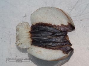 Coelogyne ventrinigra