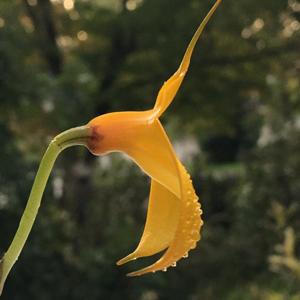 Masdevallia davisii