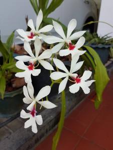 Calanthe vestita