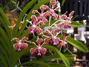 Vanda tricolor