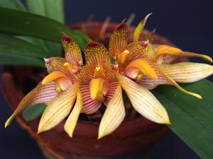 Bulbophyllum bicolor