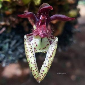 Bulbophyllum lasiochilum