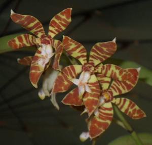 Trichoglottis fasciata