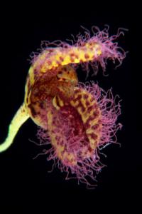 Stelis villosa