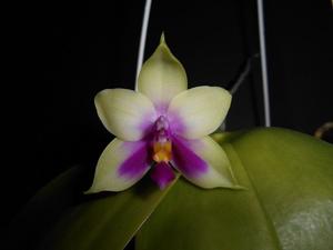 Phalaenopsis bellina