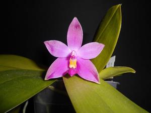 Phalaenopsis violacea