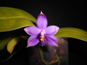 Phalaenopsis violacea