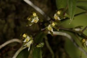 Plectorrhiza tridentata