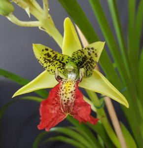 Eulophia pardalina