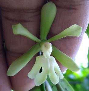 Epidendrum coronatum