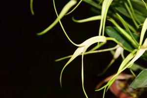 Masdevallia tubulosa