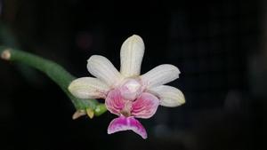 Phalaenopsis deliciosa