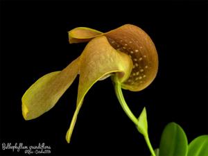 Bulbophyllum grandiflorum