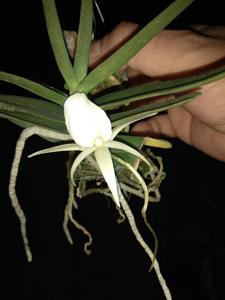 Angraecum didieri