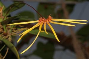 Bulbophyllum makoyanum