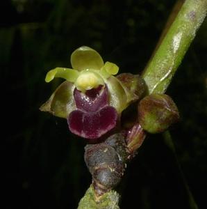 Luisia javanica