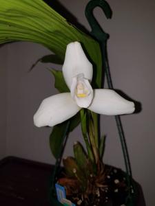 Lycaste virginalis