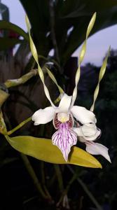 Dendrobium stratiotes