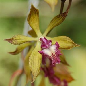 Encyclia plicata