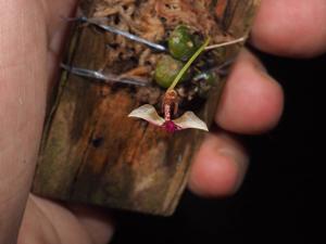 Bulbophyllum drymoda