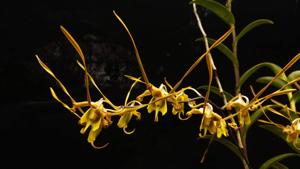 Dendrobium sutiknoi