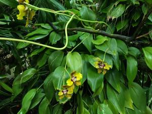 Cyrtochilum macranthum