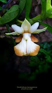 Dendrobium kenepaiense