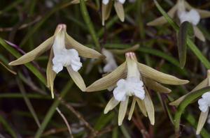 Dendrobium striolatum