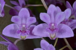 Dendrobium kingianum