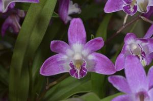 Dendrobium kingianum