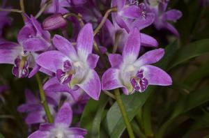 Dendrobium kingianum