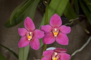 Sarcochilus fitzgeraldii