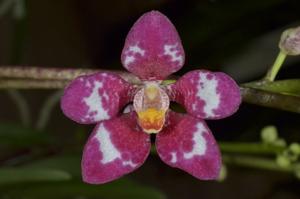 Sarcochilus fitzgeraldii