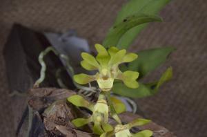 Sarcochilus parviflorus