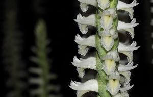 Spiranthes odorata