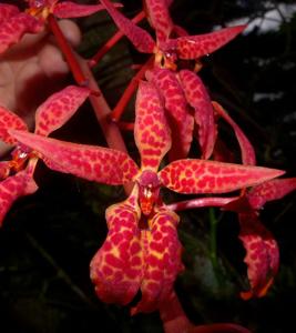 Renanthera bella