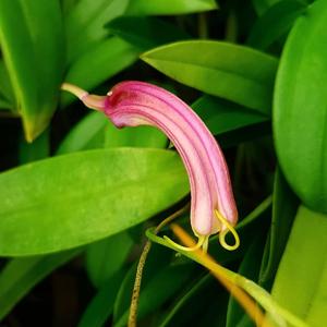 Masdevallia notosibirica