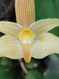 Bulbophyllum lobbii subsp. siamense