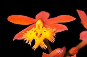 Epidendrum radicans