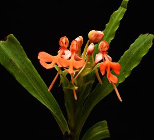 Habenaria rhodocheila