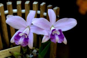 Cattleya sincorana