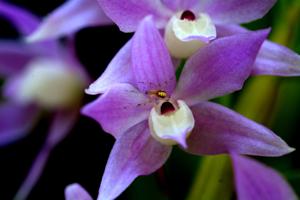 Dendrobium hercoglossum