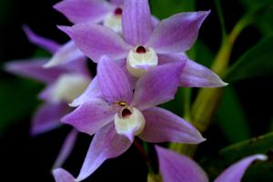 Dendrobium hercoglossum