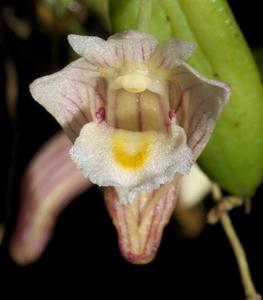 Dendrobium pachyphyllum