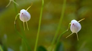 Masdevallia infracta