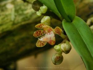 Gastrochilus sororius