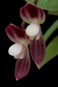 Stelis carnosilabia